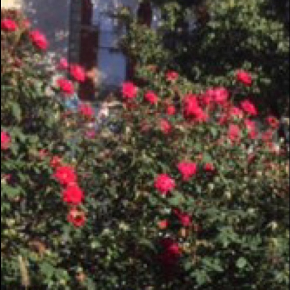 Meet your Posher, Annica